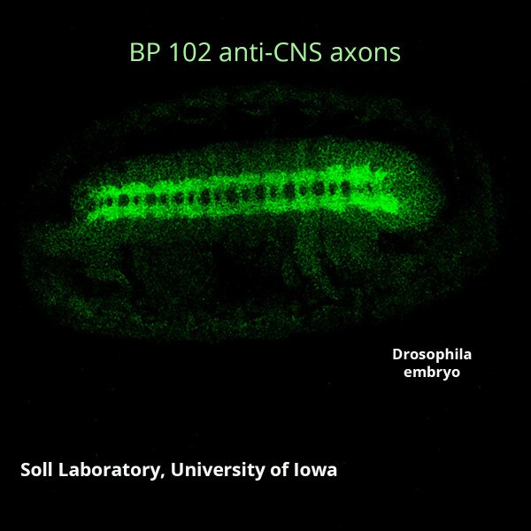 Axons Cns Drosophila Antibody Bp 102 Anti Cns Axons Dshb