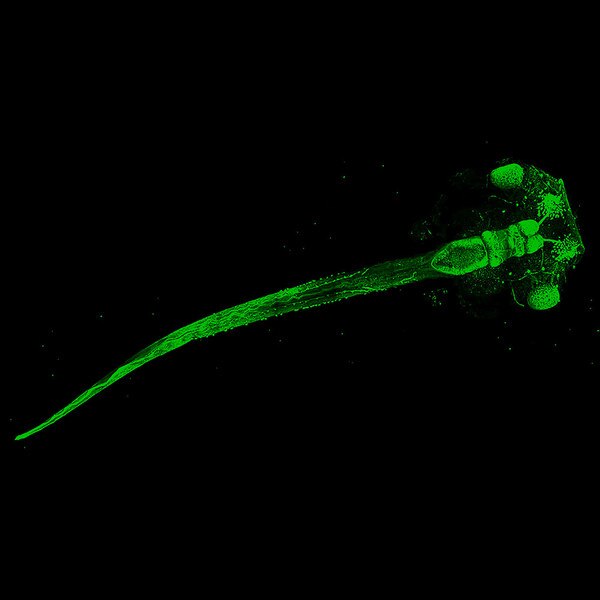 Tubb Antibody (E7) - DSHB