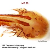 Itgb1 Antibody Aiib2 Dshb