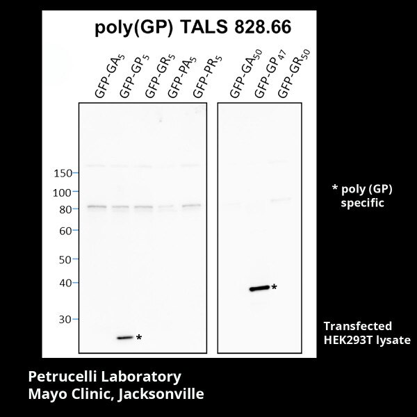 C9ORF72 Antibody (poly(GP) TALS 828.66) - DSHB